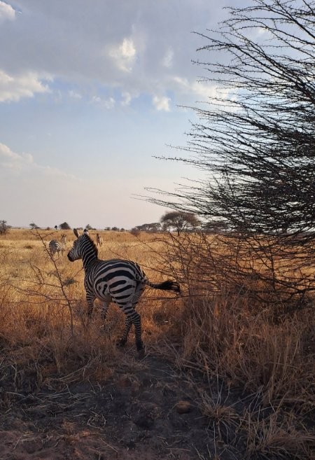 Tarangire, zebre